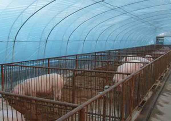 贵州养猪大棚